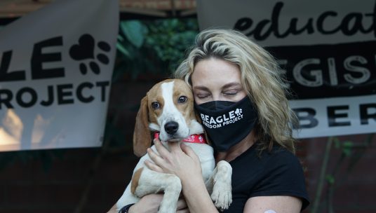 Beagles rescued from lab in China and brought to U.S.