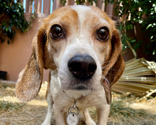 tegan-beagle-freedom-project