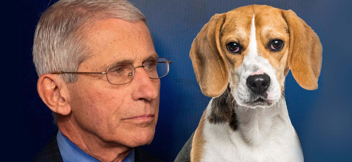 Beagle Org Demands Dr. Fauci Stop Supporting Animal Testing