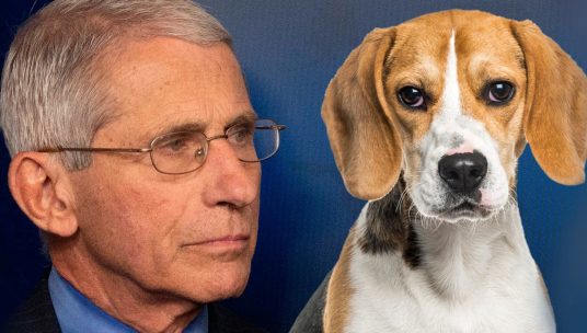 Beagle Org Demands Dr. Fauci Stop Supporting Animal Testing