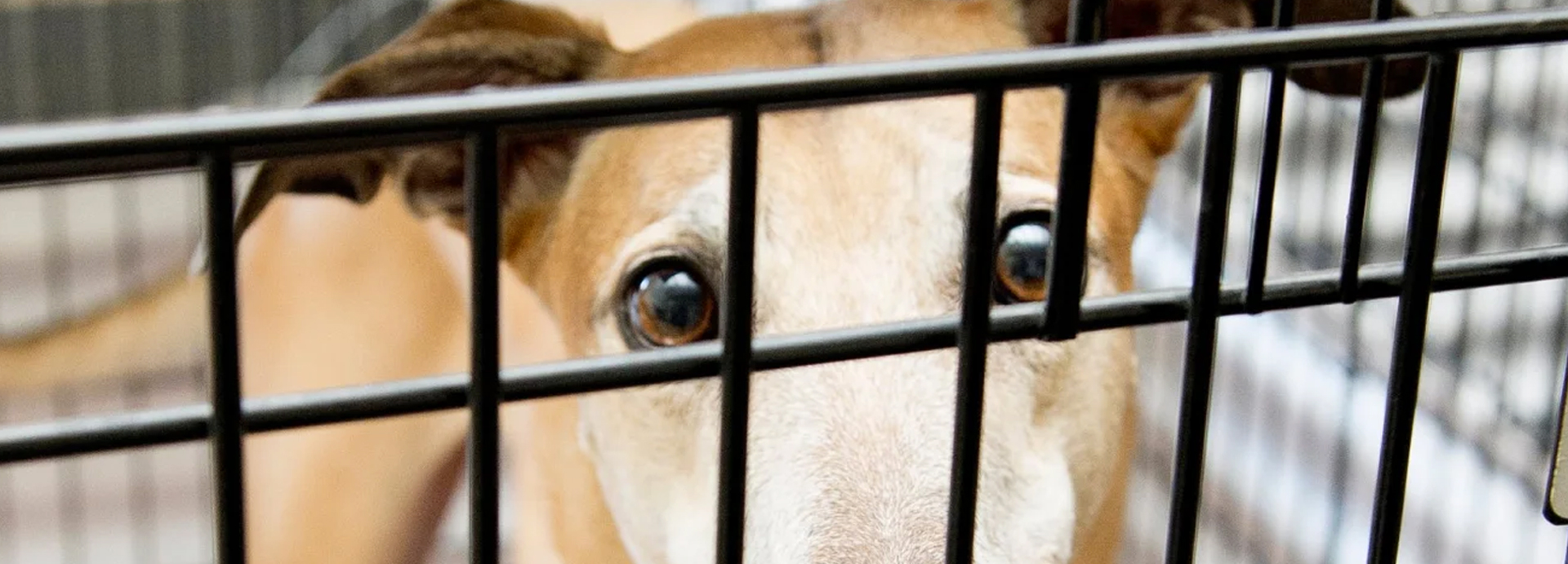 New California law will free ‘blood slave’ donor dogs