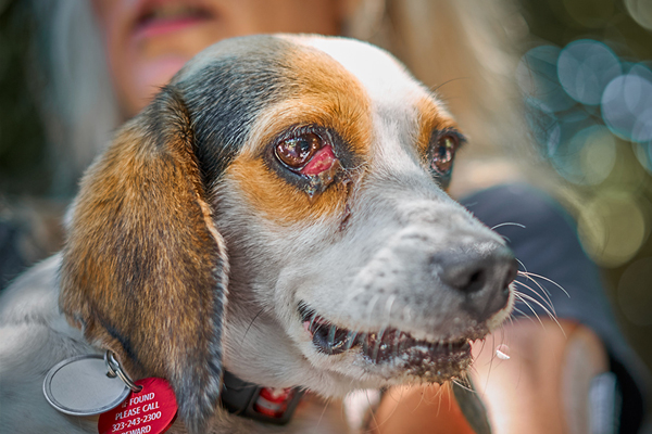 End Animal Testing – Beagle Freedom Project