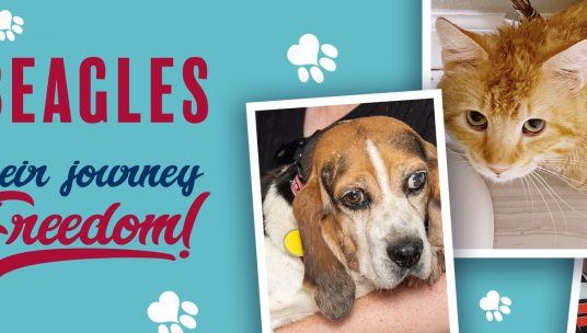 34 Beagles Rescued!
