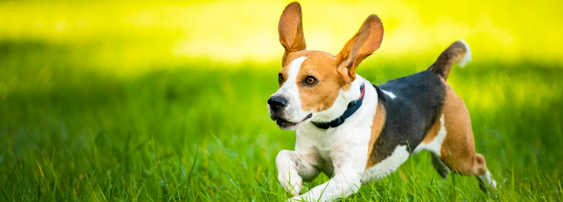 Seven Beagles Rescued From Cruel Research Facility Where They Were Unable to See the Sun or Walk on Grass