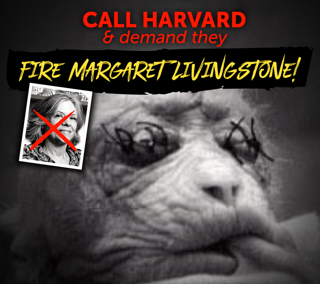 Fire Margaret Livingstone
