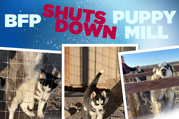 BFP Shuts Down Puppy Mill