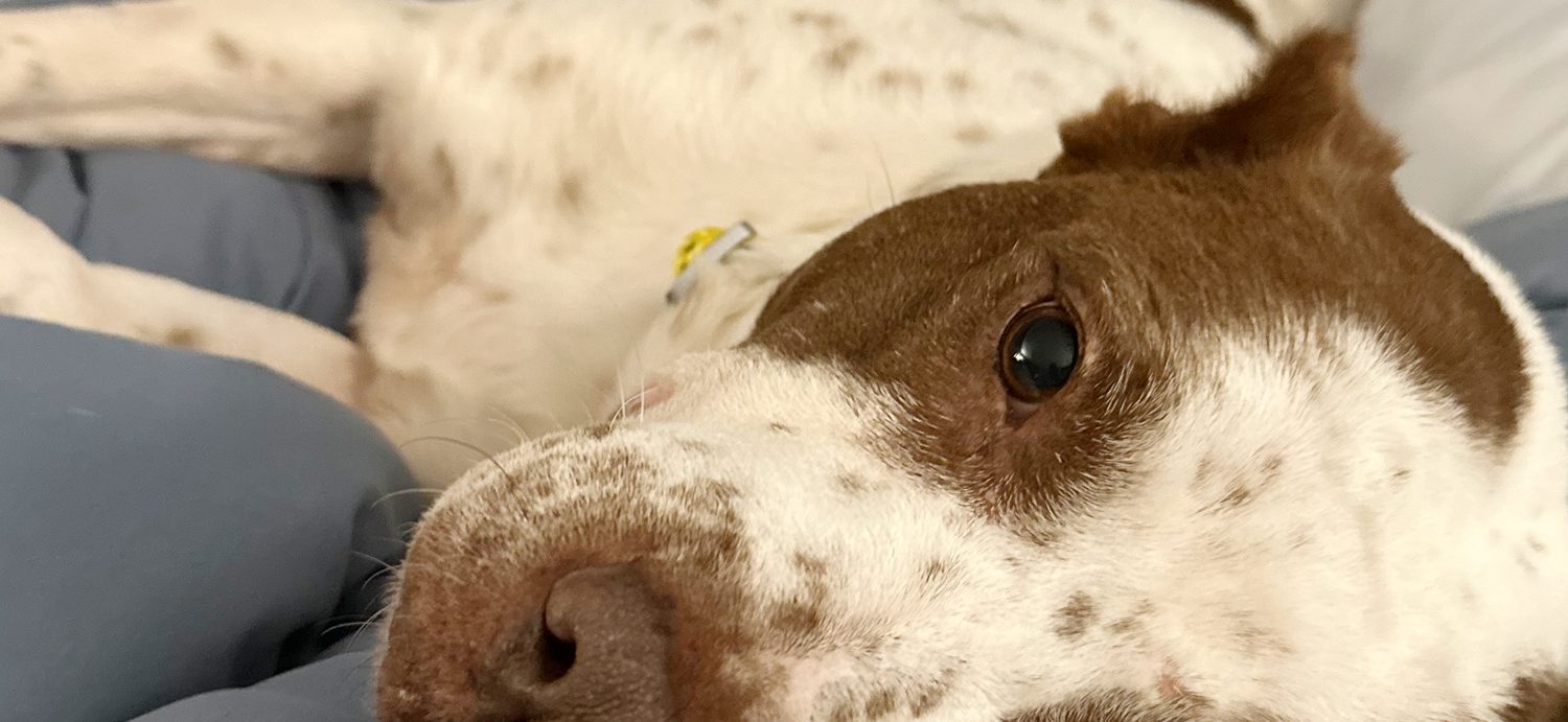 Lovable Dog Rescued From Unfathomable Laboratory Testing Is Ready for Her Happy Ending