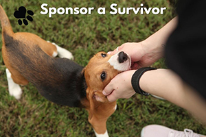 Sponsor A Survivor