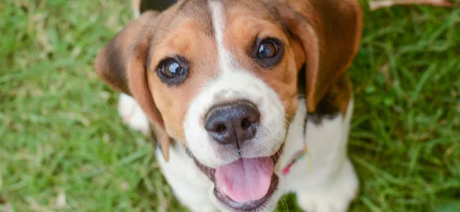 Beagle Can't Contain His Happiness in New Home After 7 Years in a Laboratory