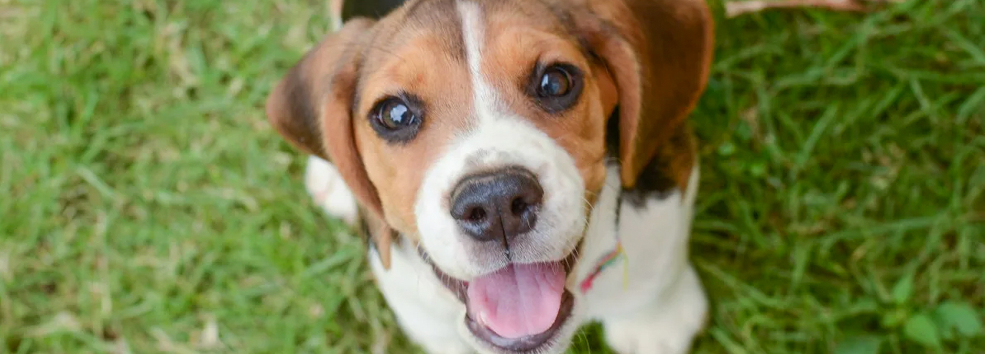 Beagle Can't Contain His Happiness in New Home After 7 Years in a Laboratory