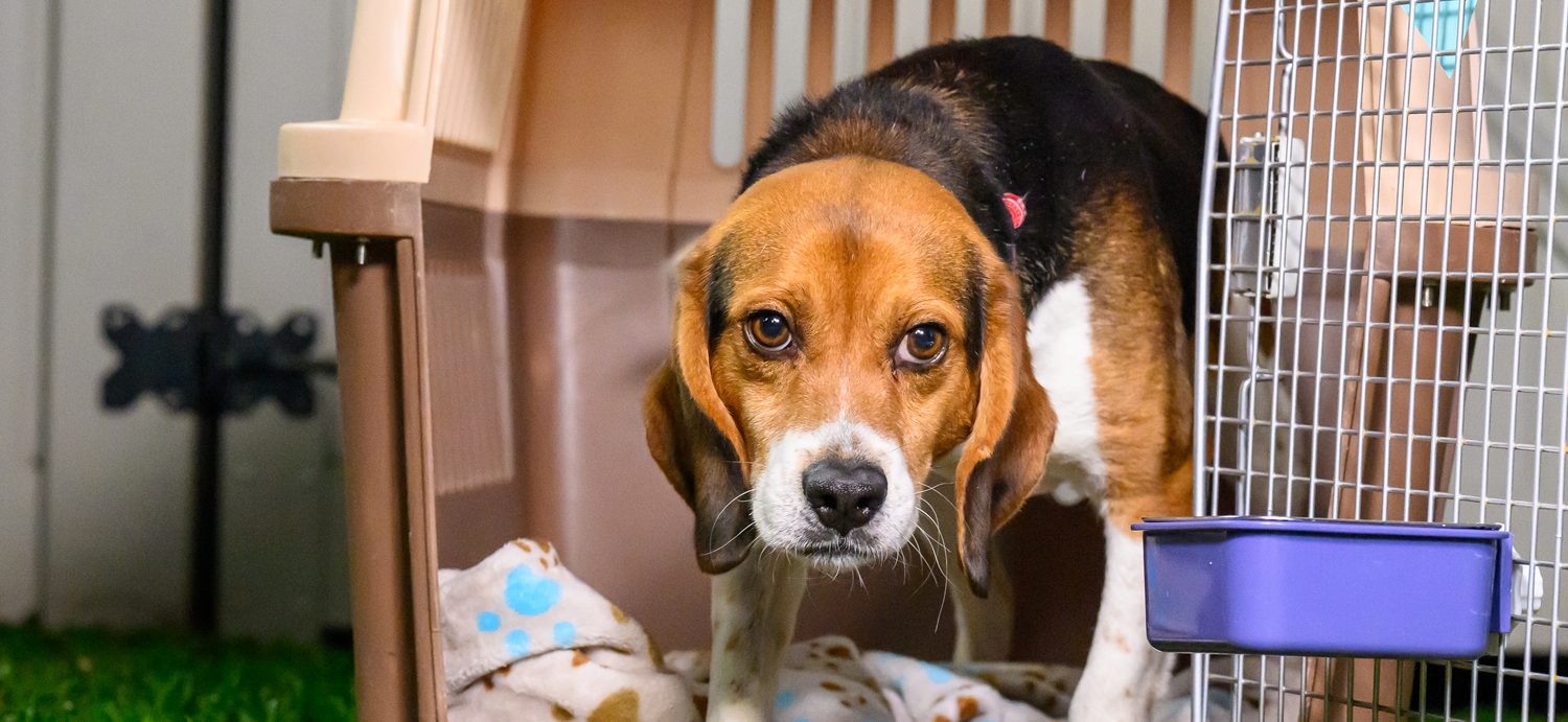 200+ research dogs, cats freed as beagle group shuts down facility. How you can help