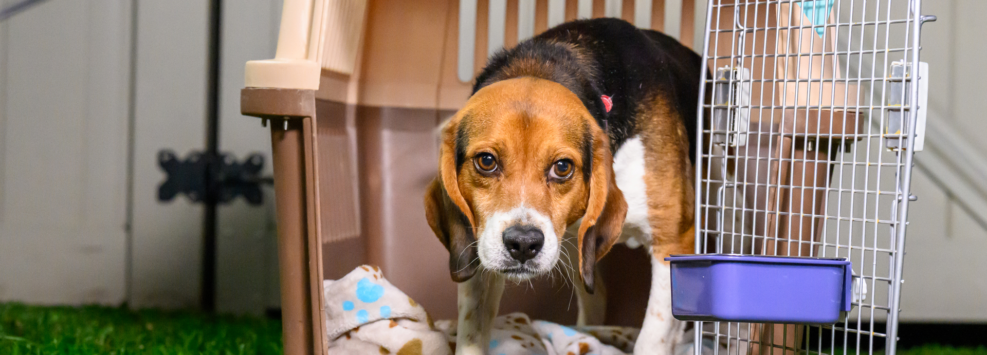 200+ research dogs, cats freed as beagle group shuts down facility. How you can help