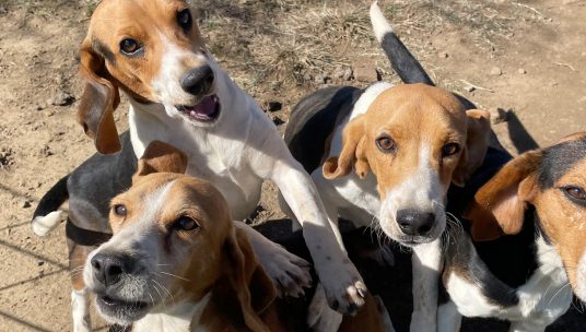 200+ dogs, cats rescued from animal testing facility, non-profit says