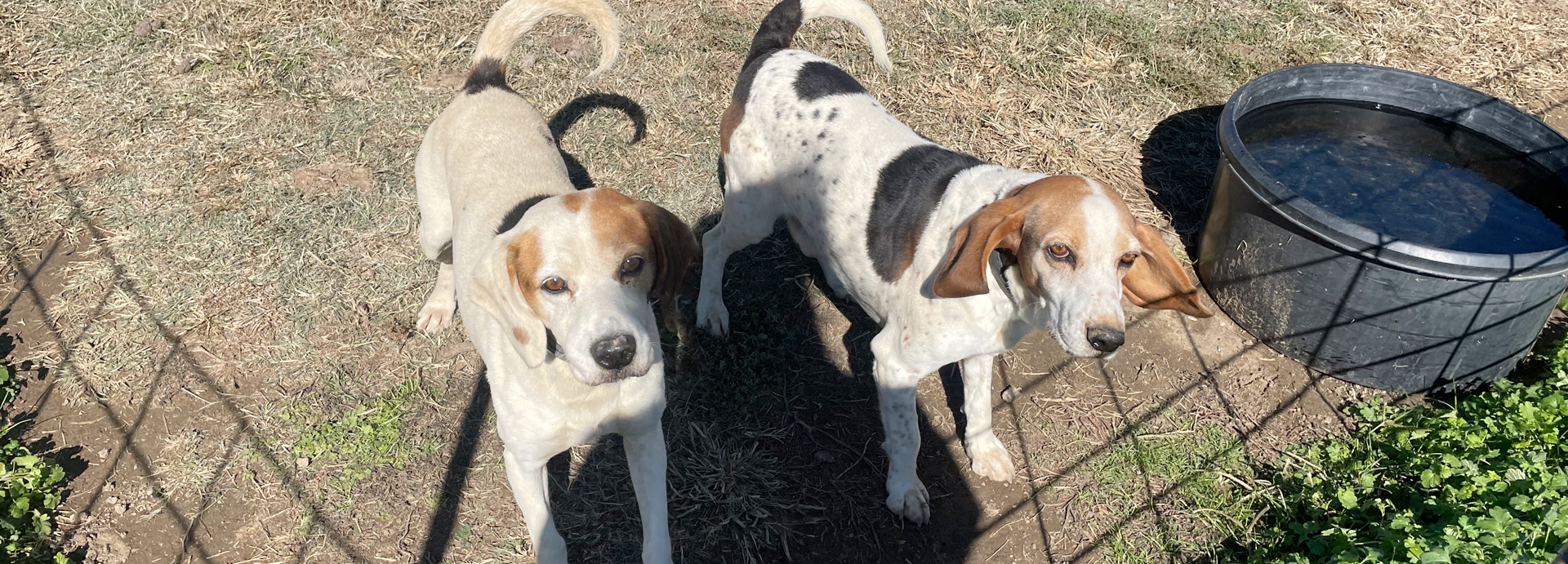 Beagle Freedom Project receives $25,000 grant for Oklahoma animal rehab efforts