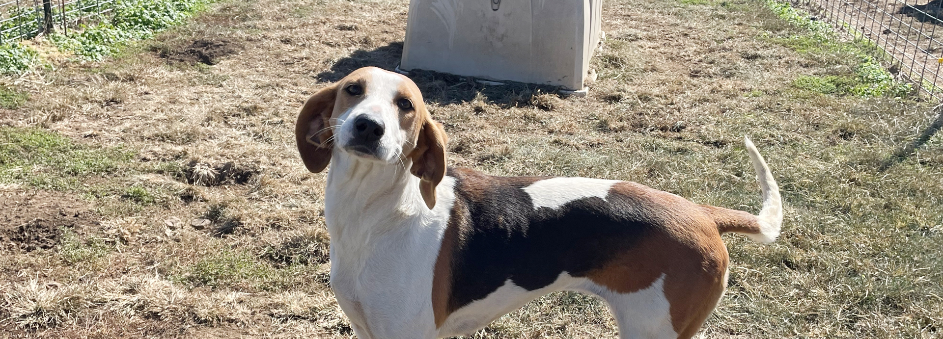 Beagle Freedom Project Rescues 200 Dogs and Cats from Animal Testing Lab