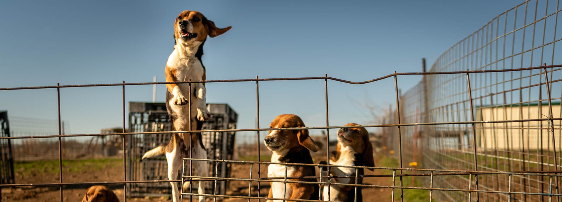 Beagle Freedom Project gets $25K grant