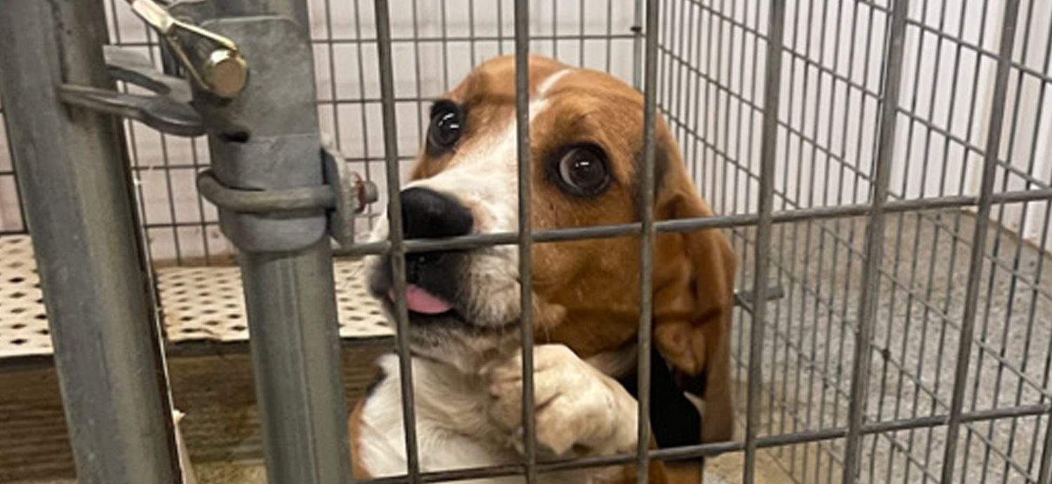 Beagle Freedom Project rescues 200 animals from Oklahoma testing facility