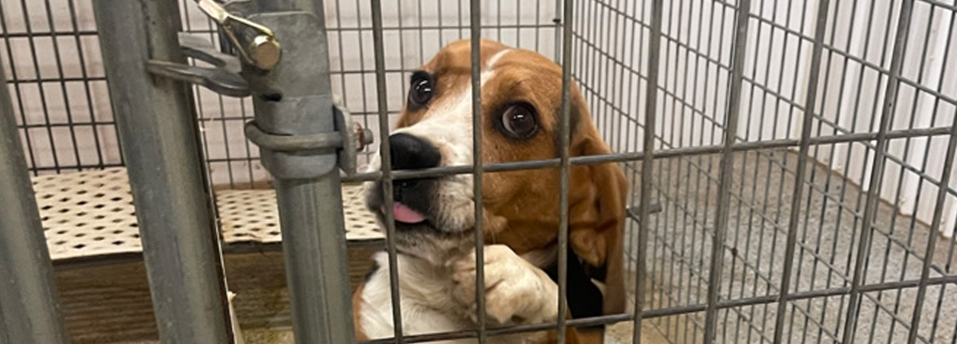 Beagle Freedom Project rescues 200 animals from Oklahoma testing facility