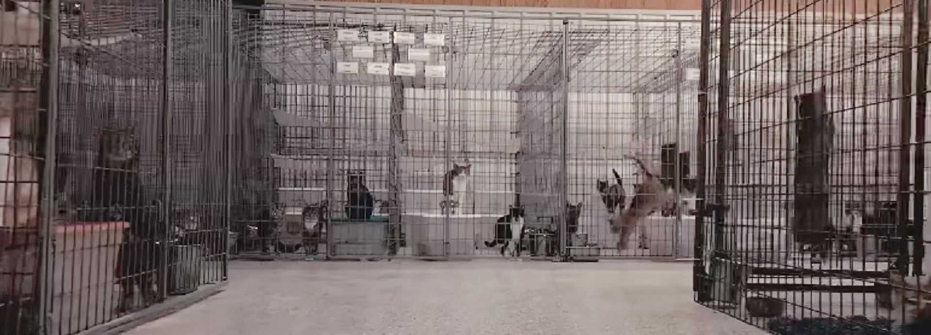 See how a former animal testing laboratory is transformed into an animal sanctuary
