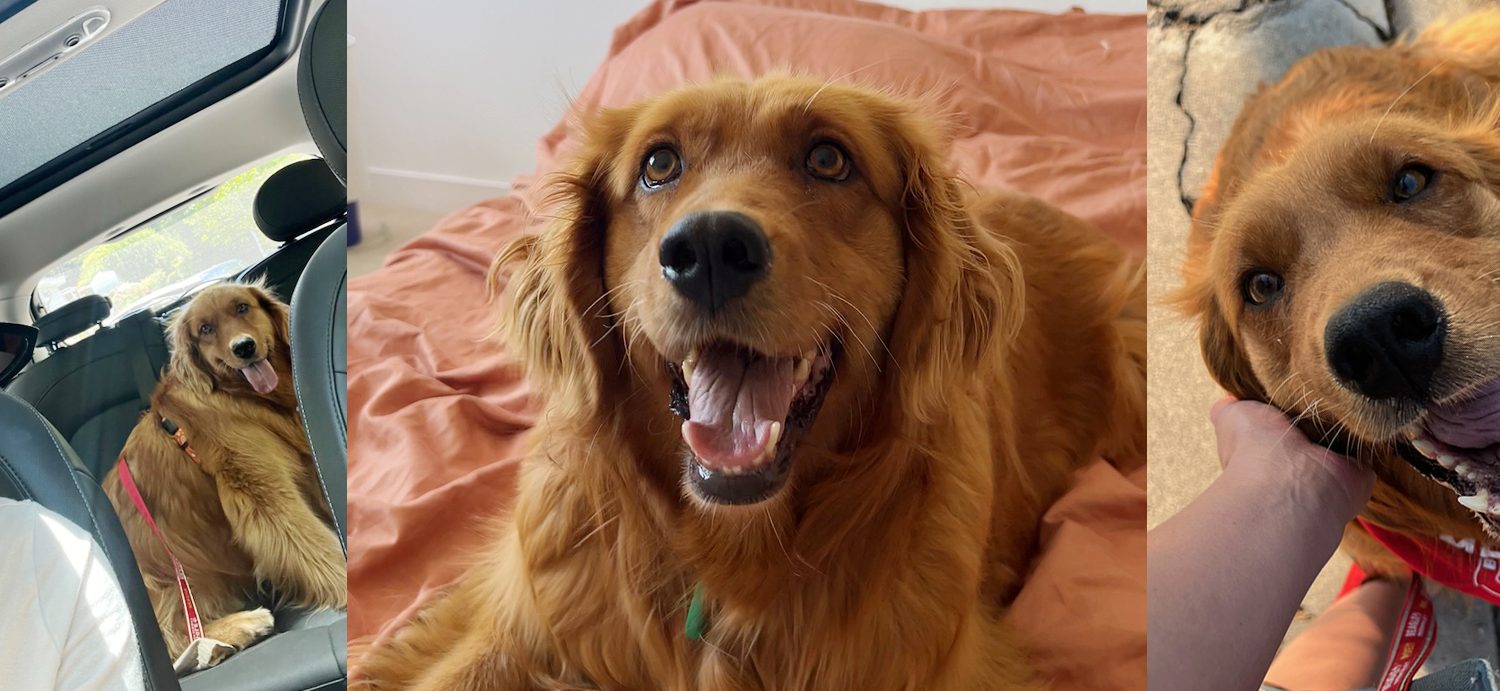 Golden Retriever's First Steps of Safety After Rescue From Meat Trade Are Everything