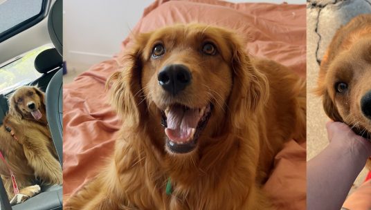 Golden Retriever’s First Steps of Safety After Rescue From Meat Trade Are Everything