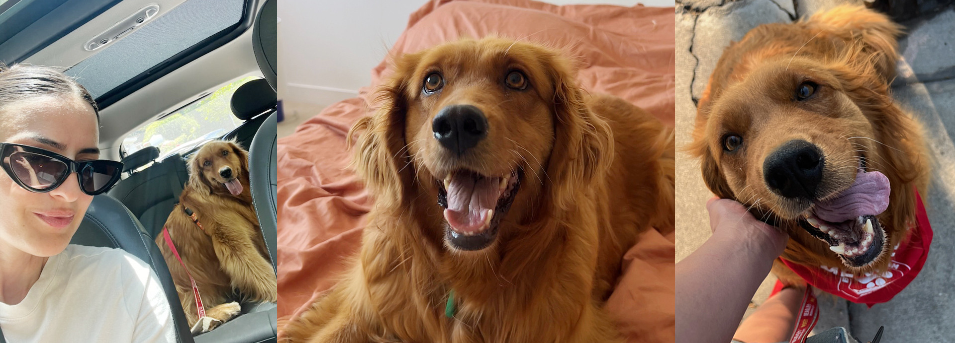 Golden Retriever's First Steps of Safety After Rescue From Meat Trade Are Everything