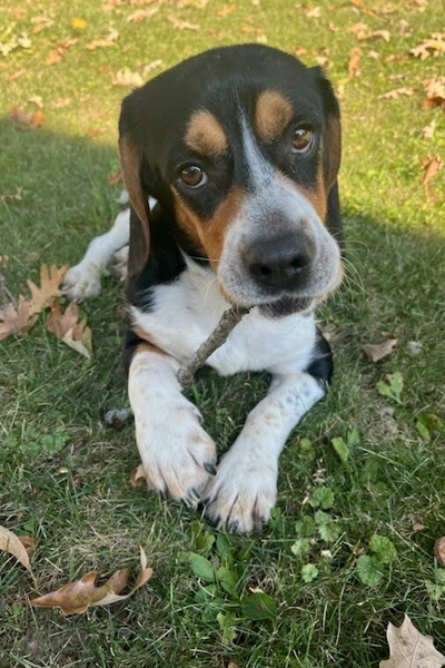 BFP Rescues Forgotten Hounds used for Hunting 