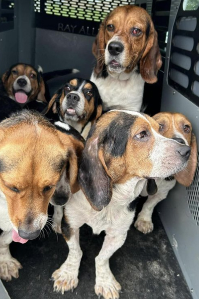 BFP Rescues Forgotten Hounds used for Hunting 