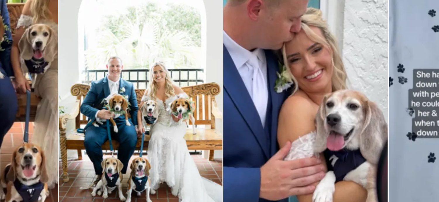 Couple Getting Married Have 5 Rescue Dogs, You Can Guess What Happens Next