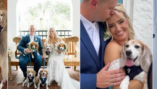 Couple Getting Married Have 5 Rescue Dogs, You Can Guess What Happens Next