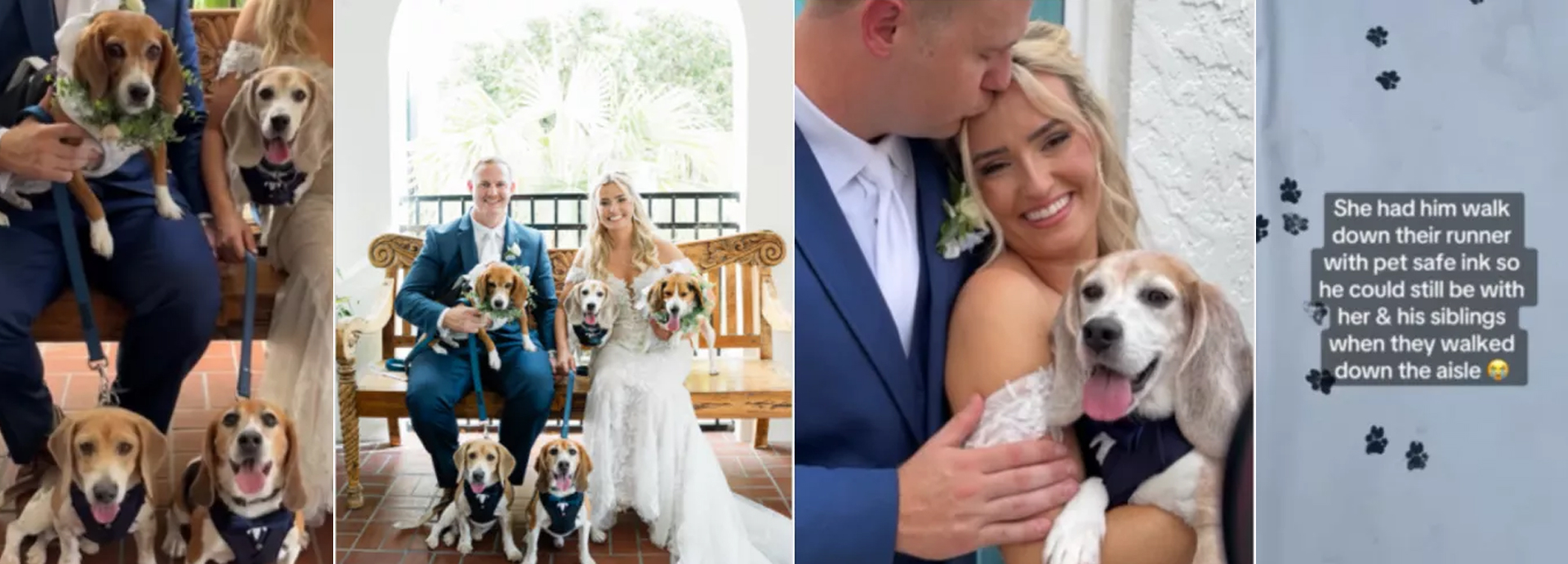 Couple Getting Married Have 5 Rescue Dogs, You Can Guess What Happens Next