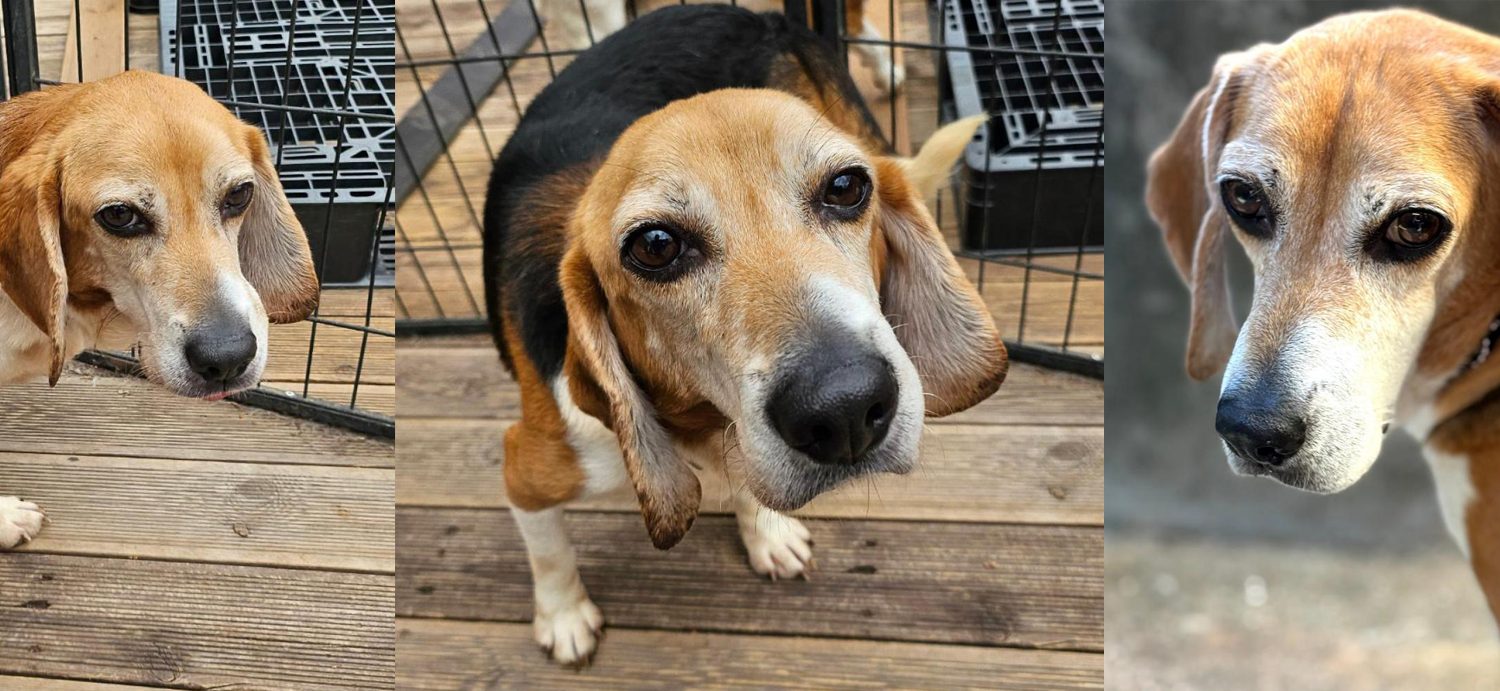 Beagle Used in Animal Testing 'Since Puppyhood' Finally Experiences Freedom