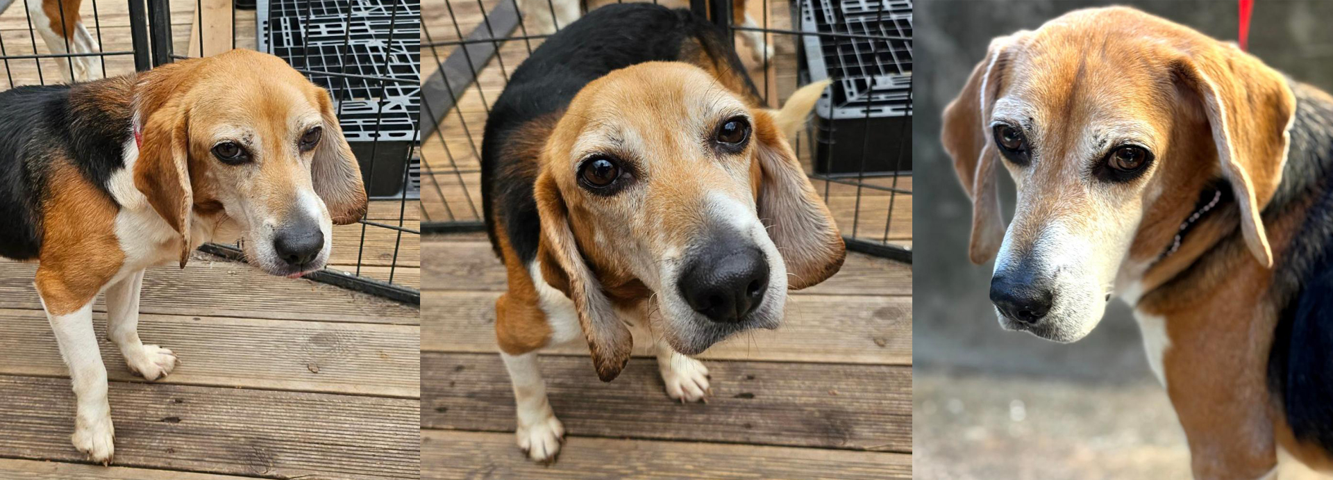 Beagle Used in Animal Testing 'Since Puppyhood' Finally Experiences Freedom