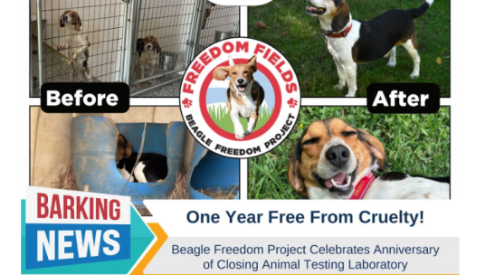 Beagle Freedom Project Featured on Dogster!