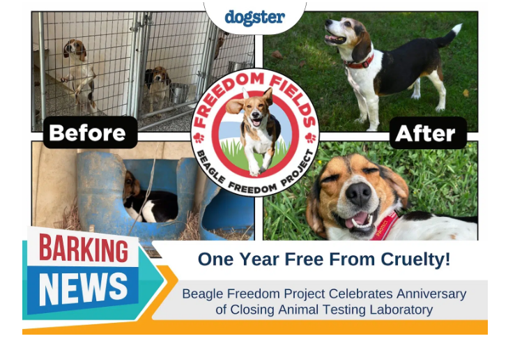 Beagle Freedom Project Featured on Dogster!