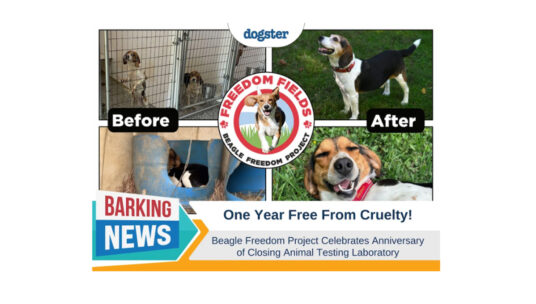 Beagle Freedom Project Featured on Dogster!