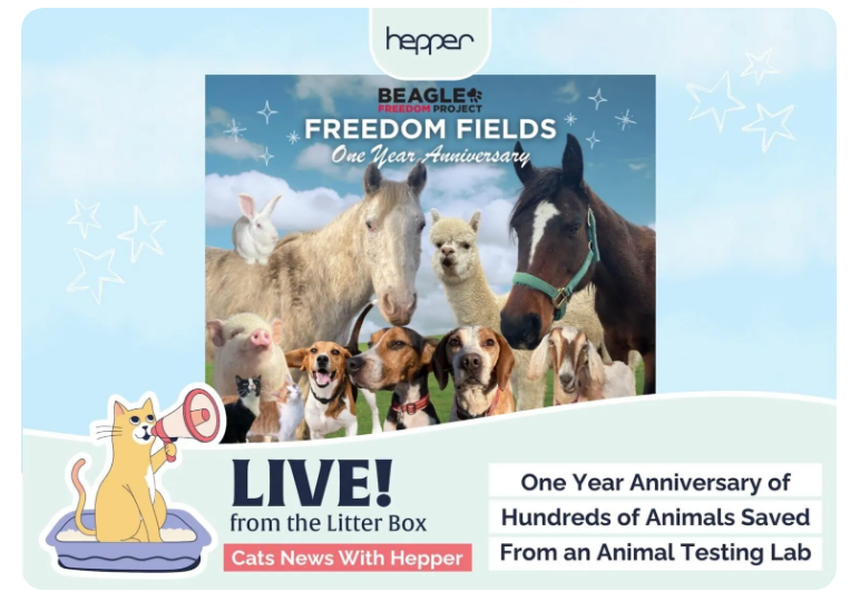 Hepper Spotlights Freedom Field’s One-Year Anniversary