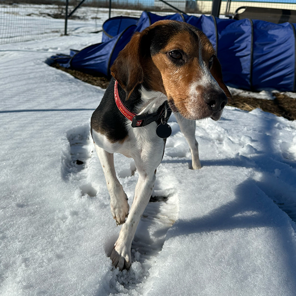 Friends at Freedom Fields - Cookie