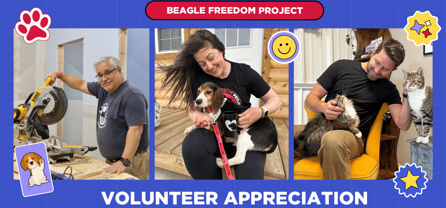 Celebrating the Heart of Beagle Freedom Project: Our Volunteers
