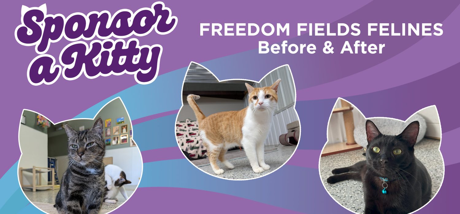 The Resilient Cats of Freedom Fields