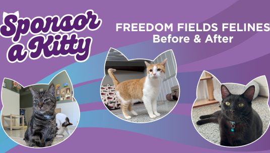 The Resilient Cats of Freedom Fields