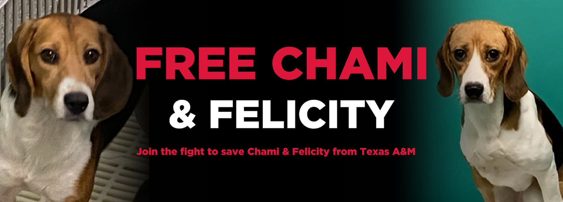 Free Chami