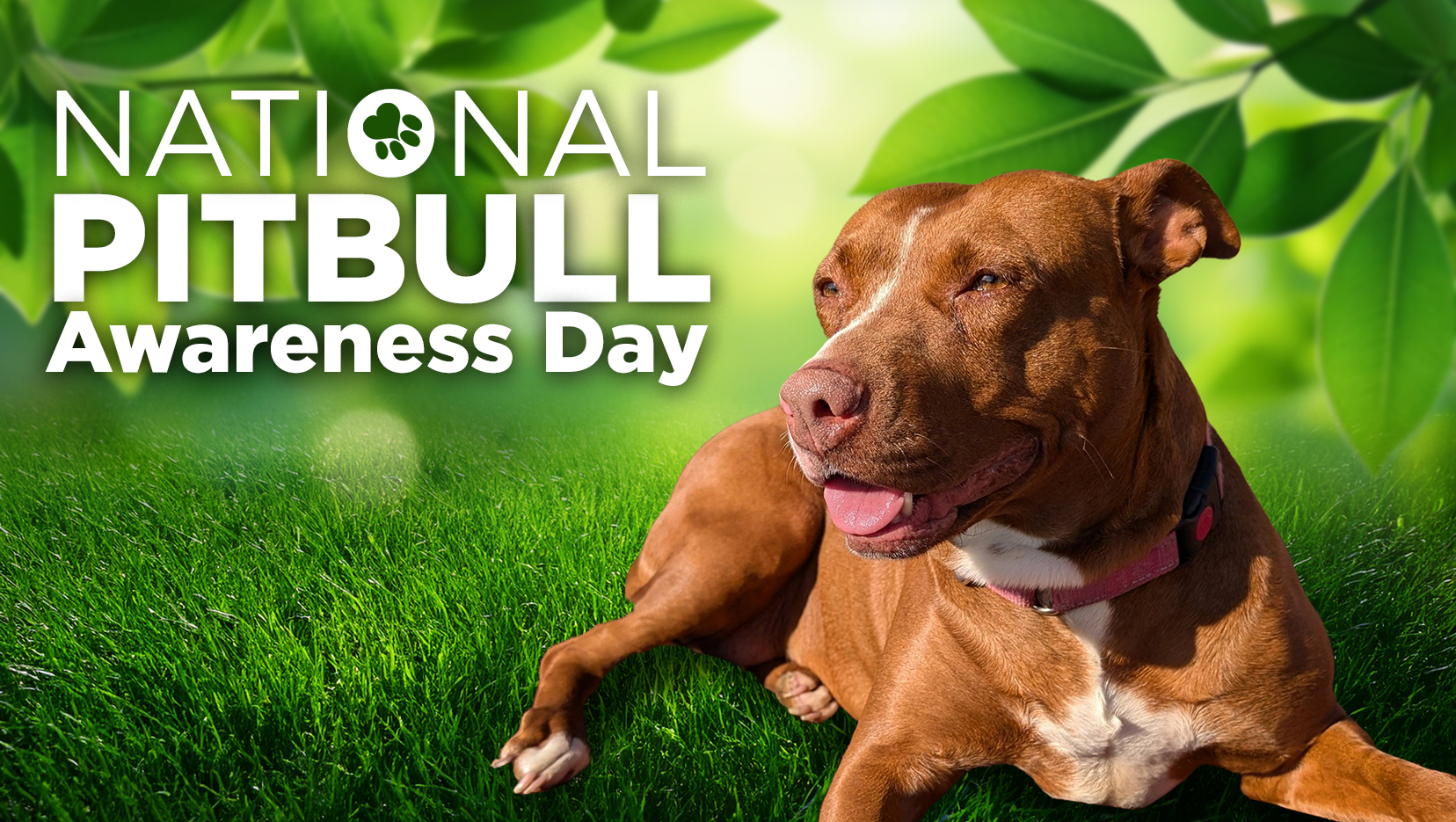Celebrating Grace: A Survivor’s Story for National Pit Bull Awareness Day