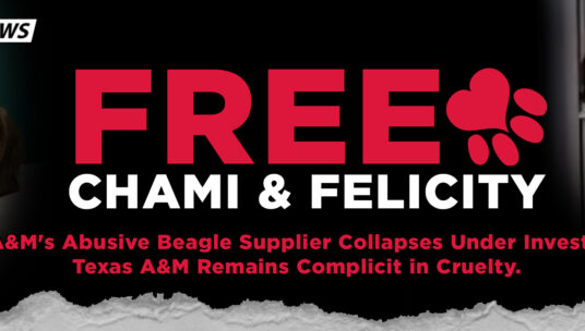 Texas A&M's Connection to Collapsing Criminal Breeder: Chami and Felicity Still Captive