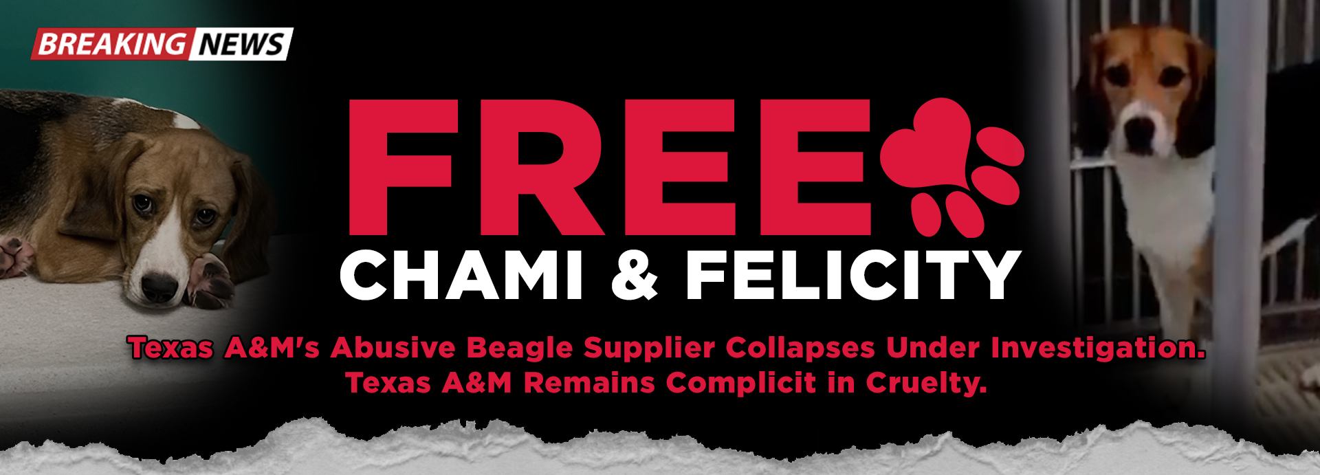 Texas A&M's Connection to Collapsing Criminal Breeder: Chami and Felicity Still Captive