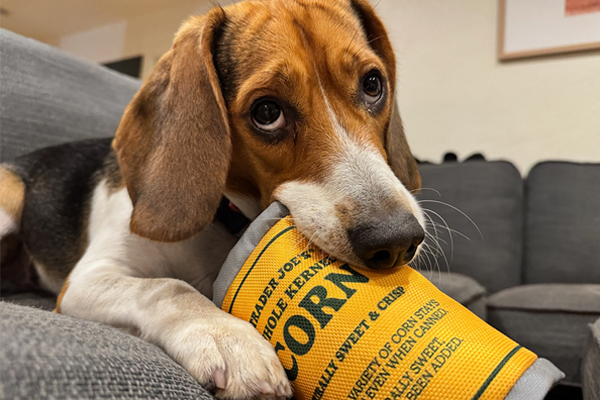 Saving our Seniors and Other Survivors!