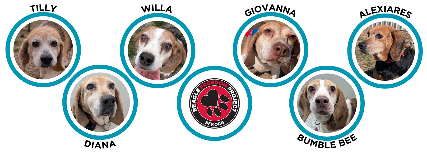 6 hunting dogs rescued!