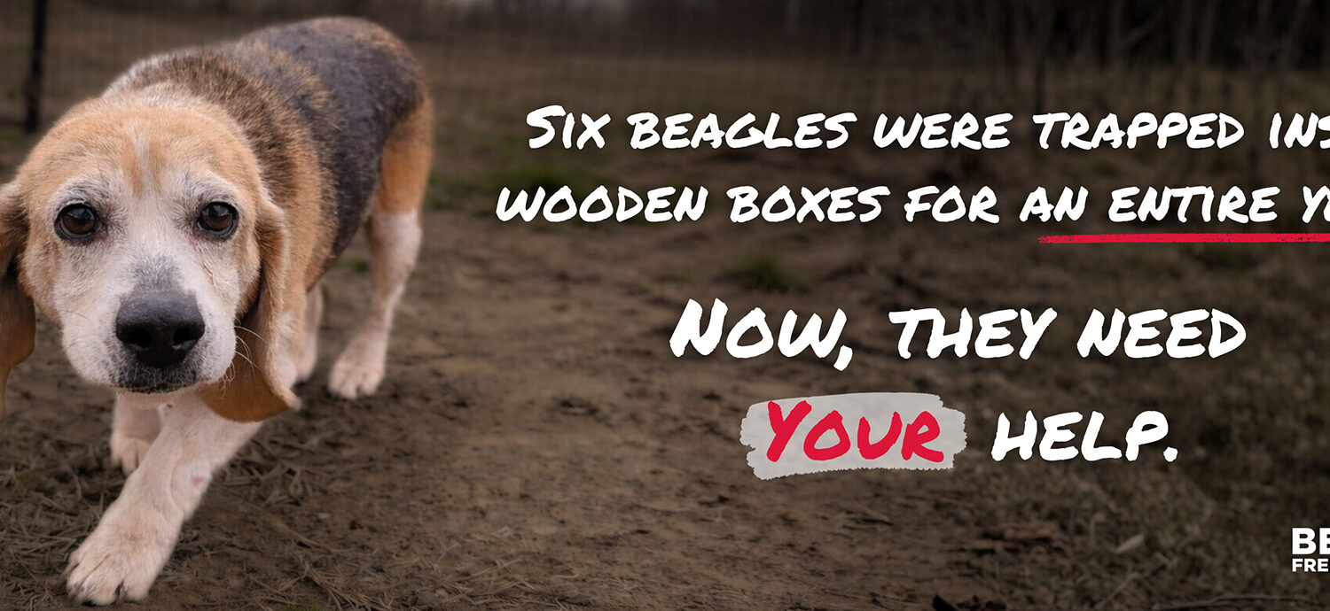 Rescued from Small Wooden Boxes, These Cruelty Survivors Need Your Help to Heal!