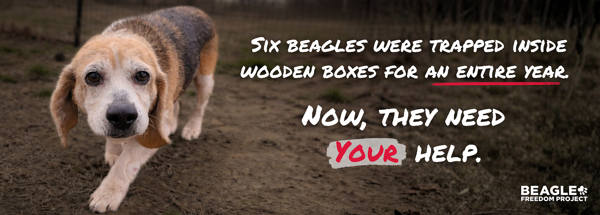 Rescued from Small Wooden Boxes, These Cruelty Survivors Need Your Help to Heal!