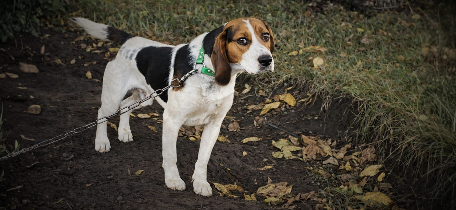 Nine Beagles Rescued from a Life of Chains, Confinement, and Cruelty
